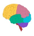 Colorful brain